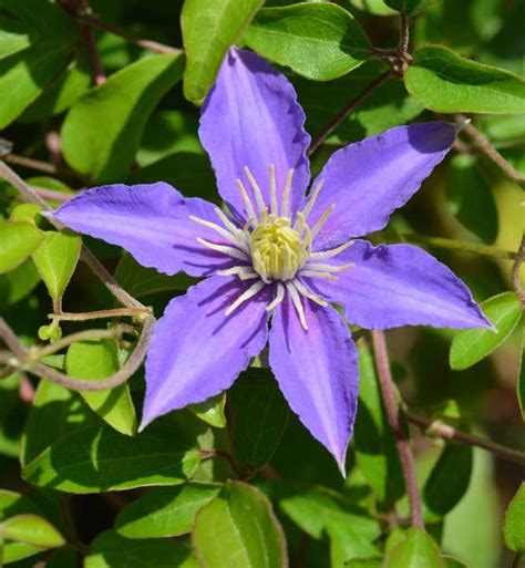 20 Stunning Varieties Of Clematis That Will Leave You In Awe