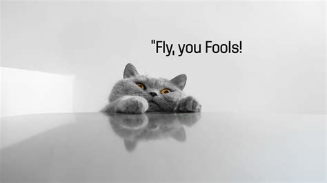 Funny Cat Memes Wallpapers Top H Nh Nh P