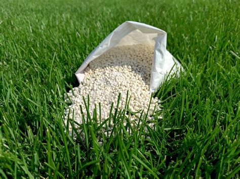 When Is Best Time To Fertilize Lawn Fertilizers For Winter Spring