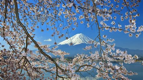 Sakura With Fuji Bing Wallpaper Download