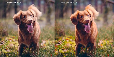 Vibrance Vs Saturation In Photography Which One To Use Expertphotography