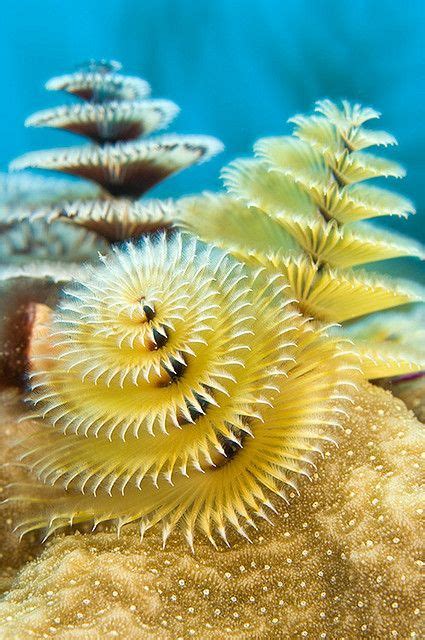 Best 25 Marine Plants Ideas On Pinterest Marine Life Underwater