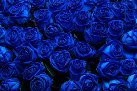 Blue Rose Meaning Little Mystery Behind Blue Color Plantisima