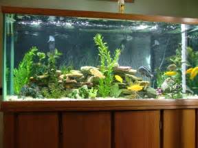 Samples of Fresh Water Fish Tanks Only At Feldman's Aquarium