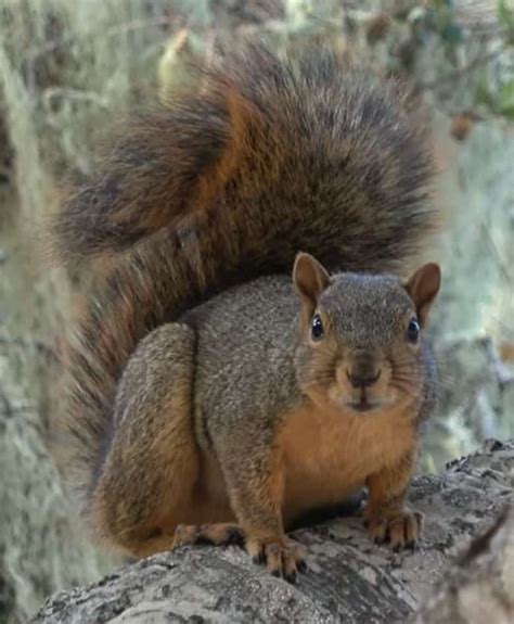 Gray Squirrel Vs Fox Squirrel A Side By Side Comparison Squirrels