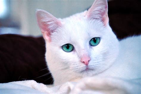 White Cats Blue Eyes A Gallery On Flickr