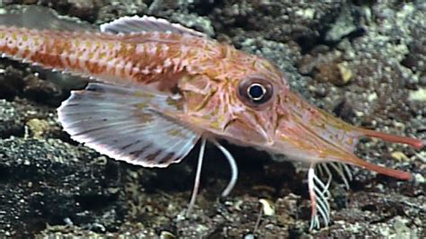 Bizarre Walking Fish Spotted The Weather Channel