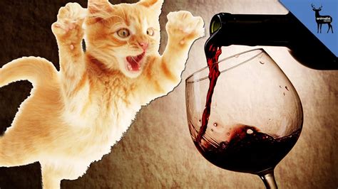 So he's going to be happy with whatever you get him. Kittens Love Catnip Wine - YouTube