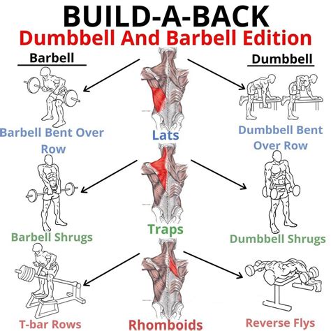 Back muscle chart, find out more about back muscle chart. 10 Best Back Exercises For Building Muscle (With images ...