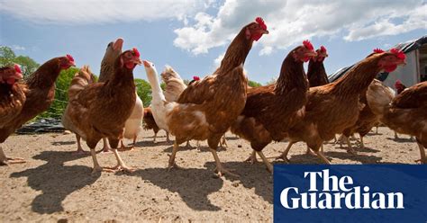 Avian Flu Defra Tells Owners To Keep Poultry Indoors Until Spring