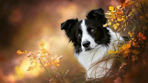 Border Collie Wallpapers Top Free Border Collie Backgrounds