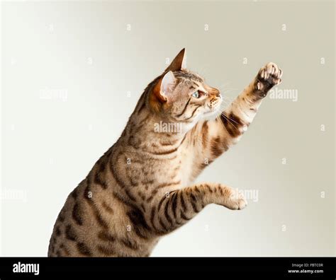 Bengal Kitten Reaching Out Paw Isolated On Background Stock Photo Alamy