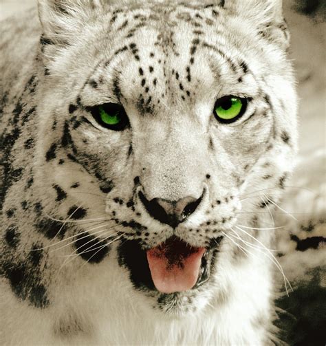 Snow Leopard Portrait Free Stock Photo Public Domain Pictures