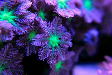 Recommended Soft Coral For Beginners To Saltwater Aquariums The Salty
