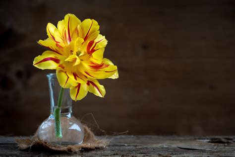 Free Images Blossom Petal Bloom Glass Rustic Tulip Vase