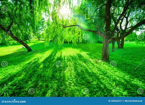 Green Summer Park Sun Shining Through Trees Leaves Stock Image
