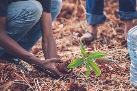 Tree Planting and person free image