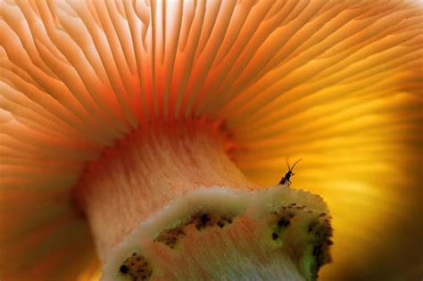 First Fungus Pushed Back Half A Billion Years Cosmos Magazine