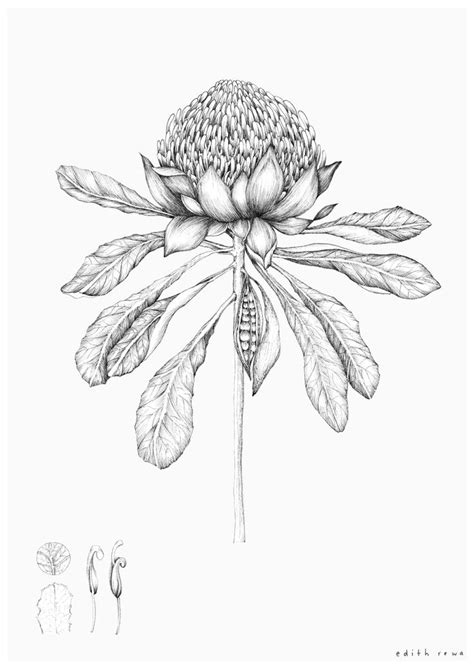 Pin By Anne Nest On Art And Illustration Botanical Drawings Wildflower