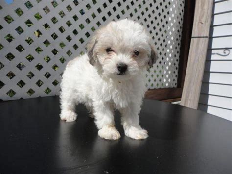 Adorable Maltipoo Puppy She Is 8 Weeks Old For Sale In Derry New