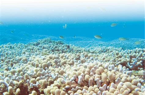 Arrecife De Coral Que Son Como Se Forman Tipos Y Su Importancia