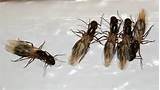 Pictures of Ontario Termites