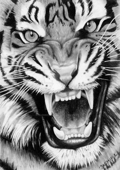 Roaring Tiger Graphite Drawing By JasminaSusak Deviantart Com On