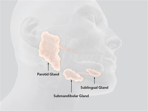 Label The Salivary Glands