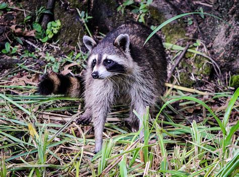 Free Images Raccoon Coon North American
