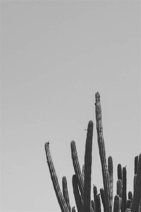 Black And White Cactus Photography Western Aesthetic Cactus