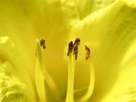 Closeup Of A Yellow Flower Stock Photo Image Of Petals 11129024