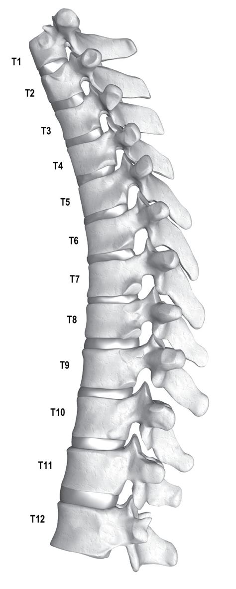 Thoracic Spine Musculoskeletal Key