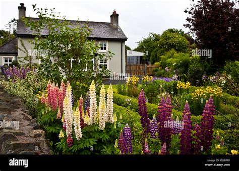 Bunter Frühling Irish Cottage Garten Mit Lupinen Mehrjährige Blumen In