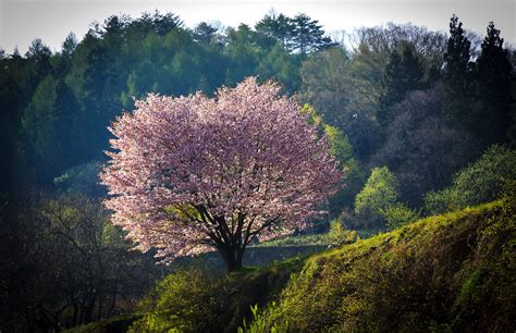 Sakura Tree