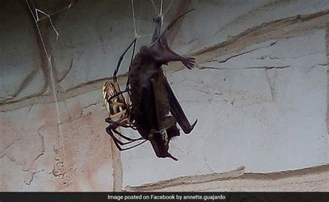 huge spider catches eats bat in web pics might make your skin crawl