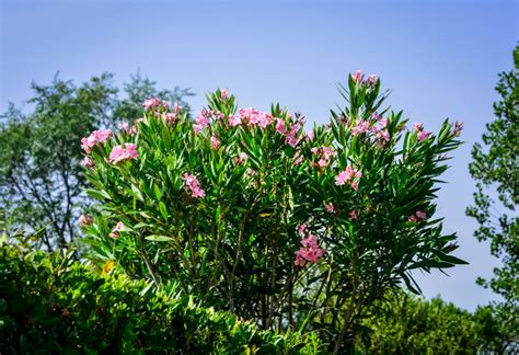 Learn more about oleander uses, effectiveness, possible side effects, interactions, dosage, user ratings and products that contain oleander. Oleander pflegen: Experten-Tipps zum Schneiden, Düngen ...