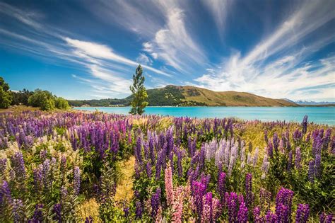 Maybe you would like to learn more about one of these? Lupin flower field near Tekapo, New Zealand [2738×1825 ...