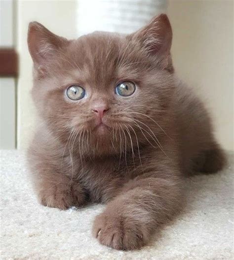 British Shorthair Kitten Cute Baby Cats Baby Cats Kittens Cutest