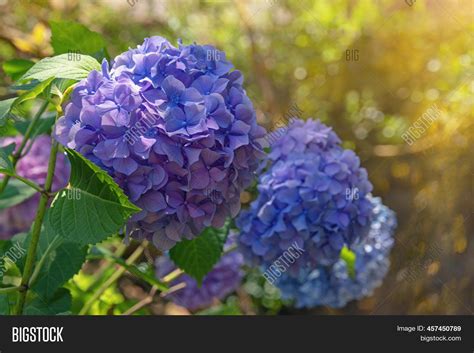 Blue Flowers Hydrangea Image And Photo Free Trial Bigstock