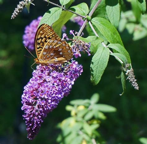 How To Transplant A Butterfly Bush Gardener Corner