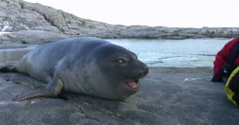 Find everything from funny gifs, reaction gifs, unique gifs and more. Excited Seal Gif