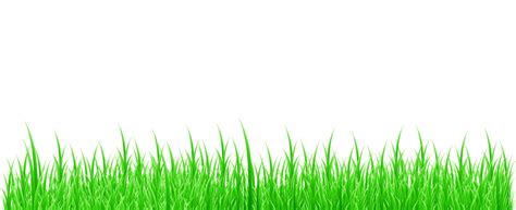 Grass White Background Free Stock Photo Public Domain Pictures