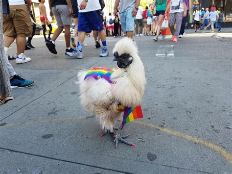 One Very Prideful Chicken Ift Tt 2tb9t4t Nyc Pride Parade Pride Parade Nyc