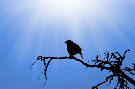 Silhouette Of The Bird On Branch Free Stock Photo Public Domain Pictures
