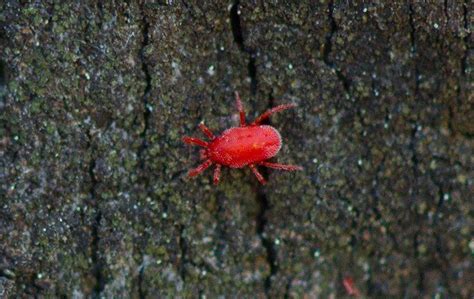 Learn how to get rid of scorpions in your home using the proper exterior application of pest control granules for scorpion control. Tag - clover mite information