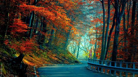 Download Forest Autumn Wallpaper 4k