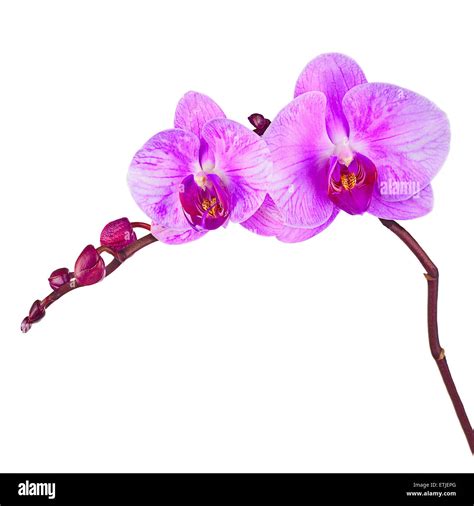 Blooming Twig Of Purple Orchid Isolated On White Background Closeup