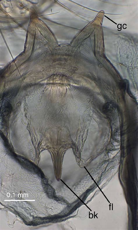 Mediuncus And Gonocornua Frontal View Of Male Leucochrysa L Boxi