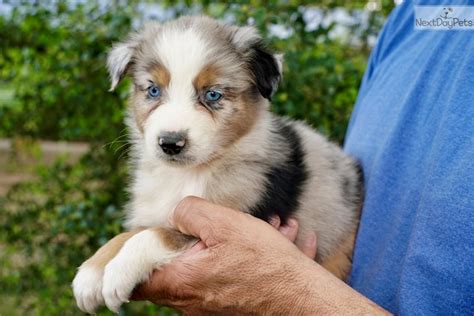 Such a good boy #australianshepherd. Australian Shepherd puppy for sale near Houston, Texas. | 2d44cfa2-8f41