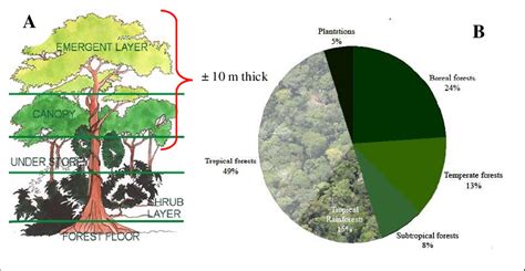 Tropical Rainforest Proportion And Its Forest Canopy Structurelayers